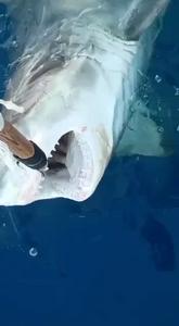Juvenile great white shark