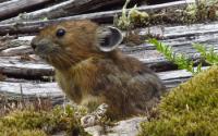 Pika Next to a Down Tree