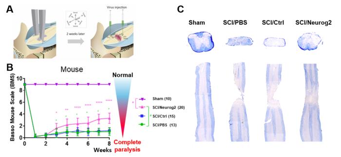 Figure 1. Turning scar-forming cells into neurons after spinal cord injury