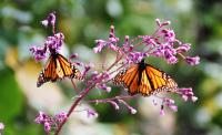 Monarchs Resting