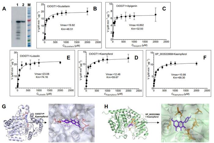 Kinetic parameter analysis of CtOGT1 and molecular docking of CtOGT1 with kaempferol.