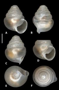 <i>Zospeum zaldivarae</i>