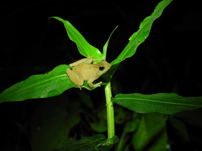 A central African puddle frog