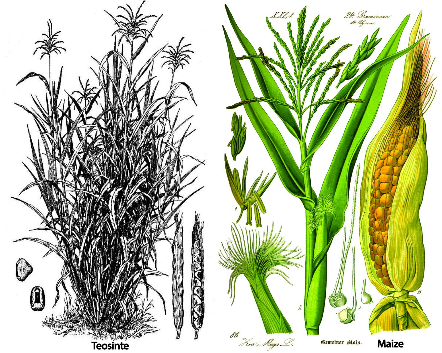 Botanical Drawings