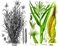 Botanical Drawings