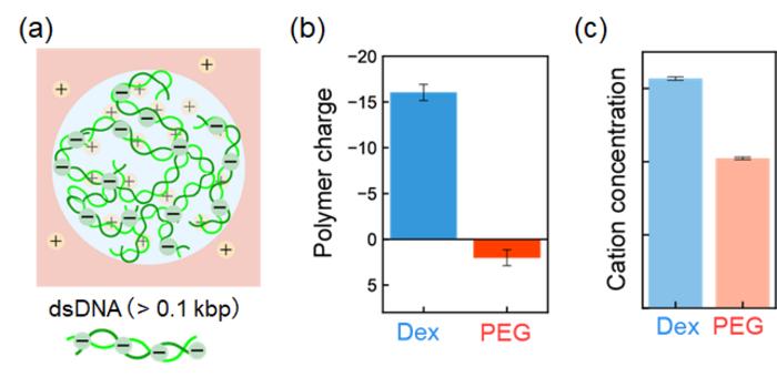 Accumulation of positively charged ions (cations) and DNA localization in Dex-rich droplets