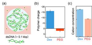 Accumulation of positively charged ions (cations) and DNA localization in Dex-rich droplets