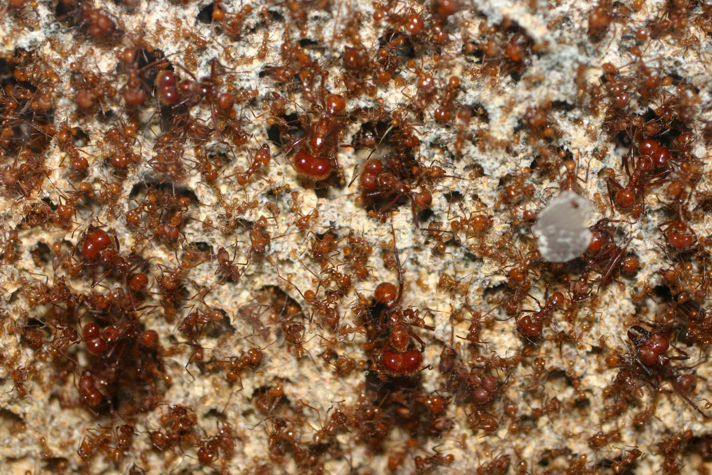 Leafcutter Ants