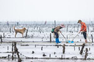 Unmanaged mudflats are frequently dug up