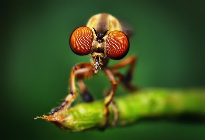 The Small Robber Fly Holcocephala