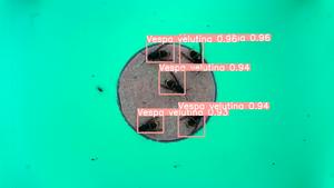 VespAI Detection After VespAI analysis