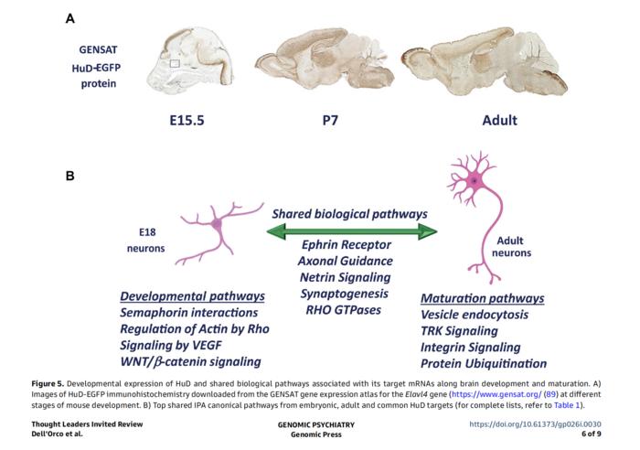Developmental expression of HuD and shared biological pathways associated with its target mRNAs along brain development and maturation.