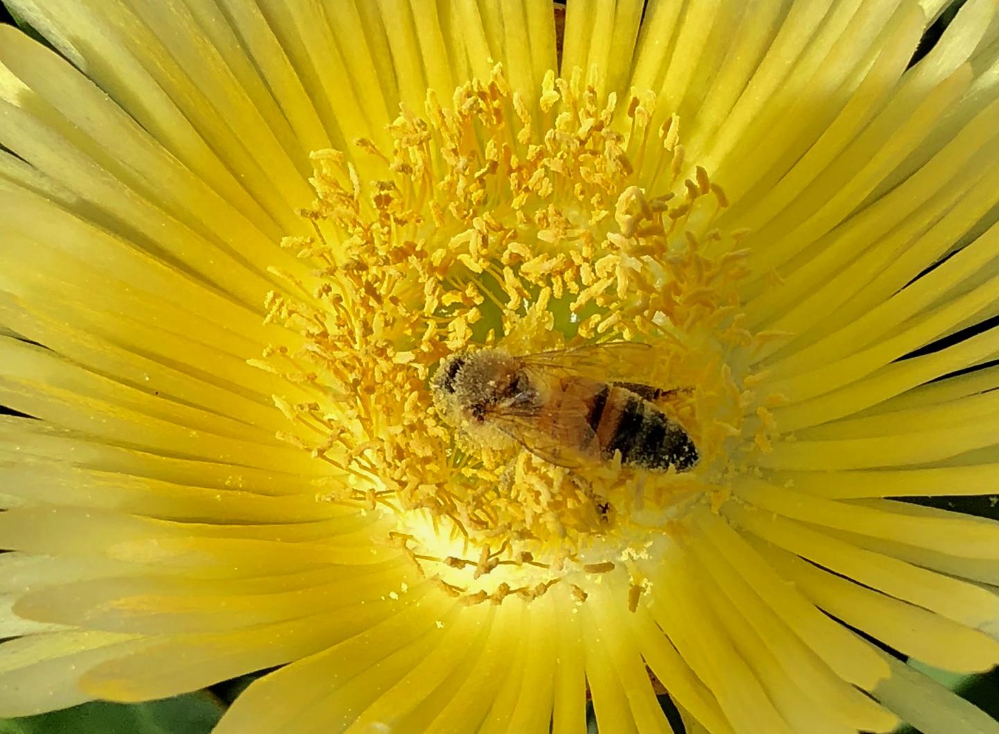 Honey Bee Collecting Pollen