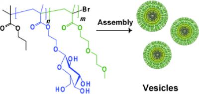 Vesicles Scheme