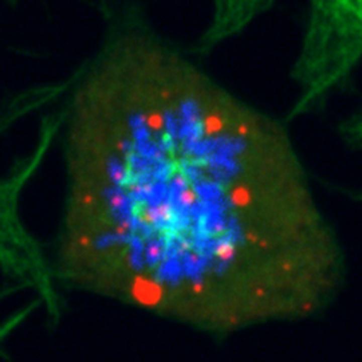 Perturbed Cell Division