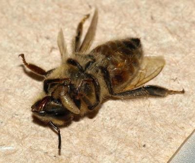 Phorid Larvae Exiting Bee