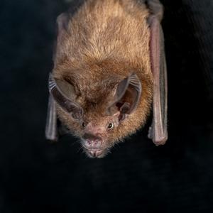 Profile of M. microtis