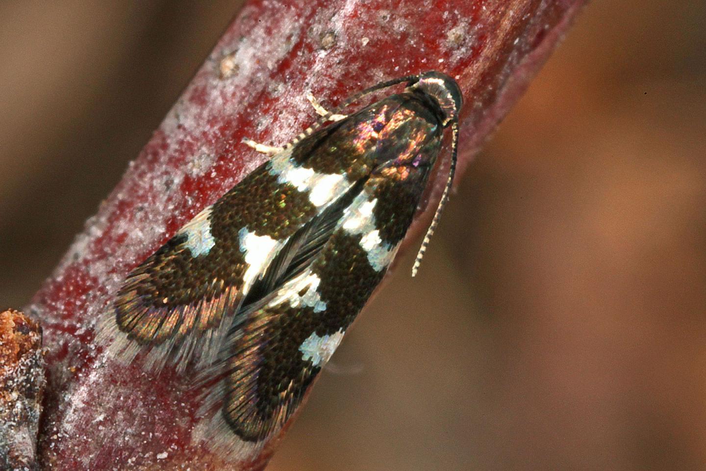 <i>Antispila petryi</i>