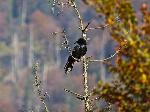 Raven
