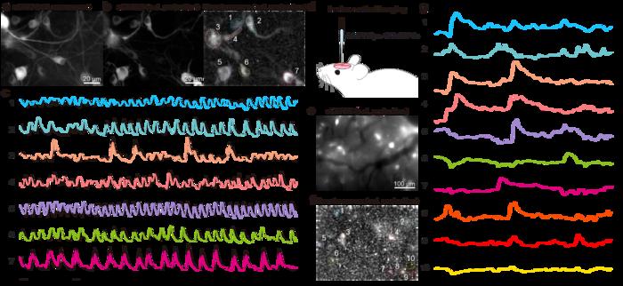 Event-based imaging and reconstruction of neuronal calcium dynamics