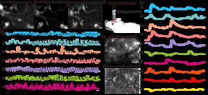 Event-based imaging and reconstruction of neuronal calcium dynamics