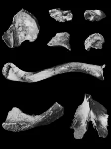 Newgranage unburnt bone fragments
