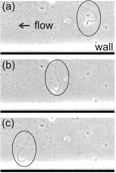 Mouse Sperm Flow-through