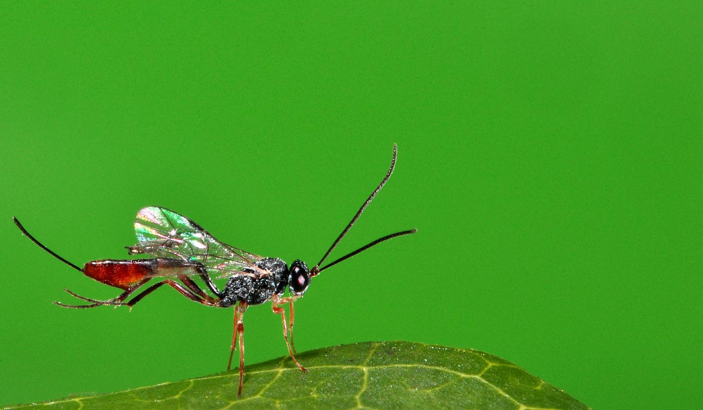 Wasps Captured Viruses in DNA as Part of Evolutionary Mechanism (5 of 8)