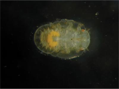 Juvenile Psyllid Insect