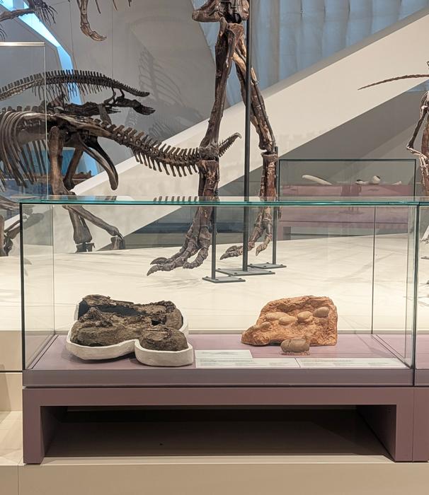 Gallery display [IMAGE] | EurekAlert! Science News Releases