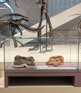 Gallery display