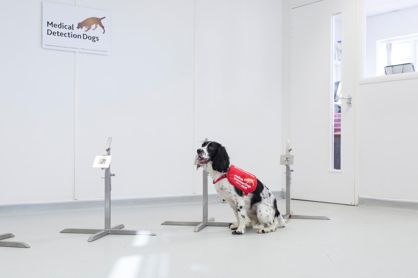 Sniffer Dogs Could Detect Malaria in People