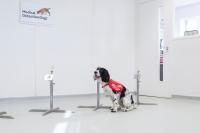 Sniffer Dogs Could Detect Malaria in People