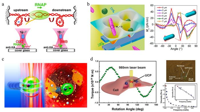 Biological Applications of Optical Torques
