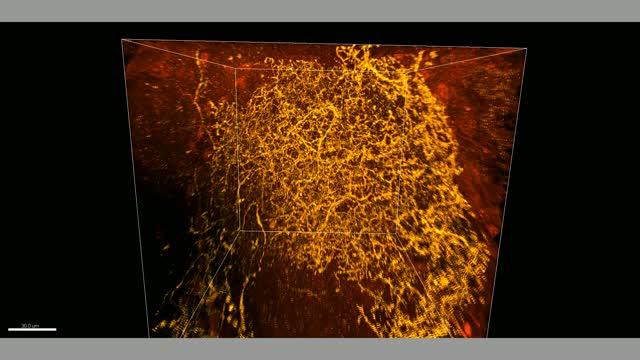 Neuron in 3-D