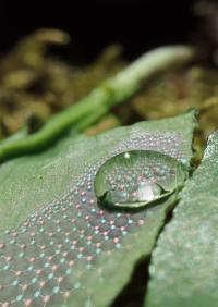 Atomic Surface