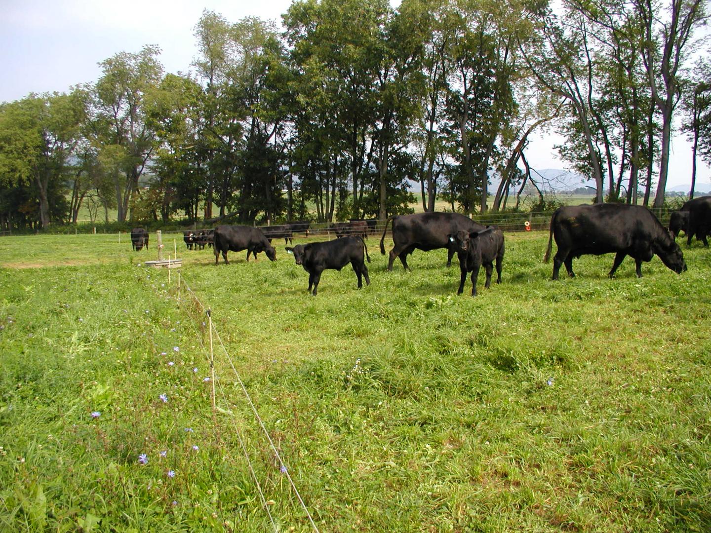 Grazing