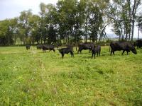 Grazing