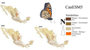 Climate change could fragment habitat for monarch butterflies, disrupting mass migration