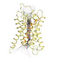 Yeast Aquaporin