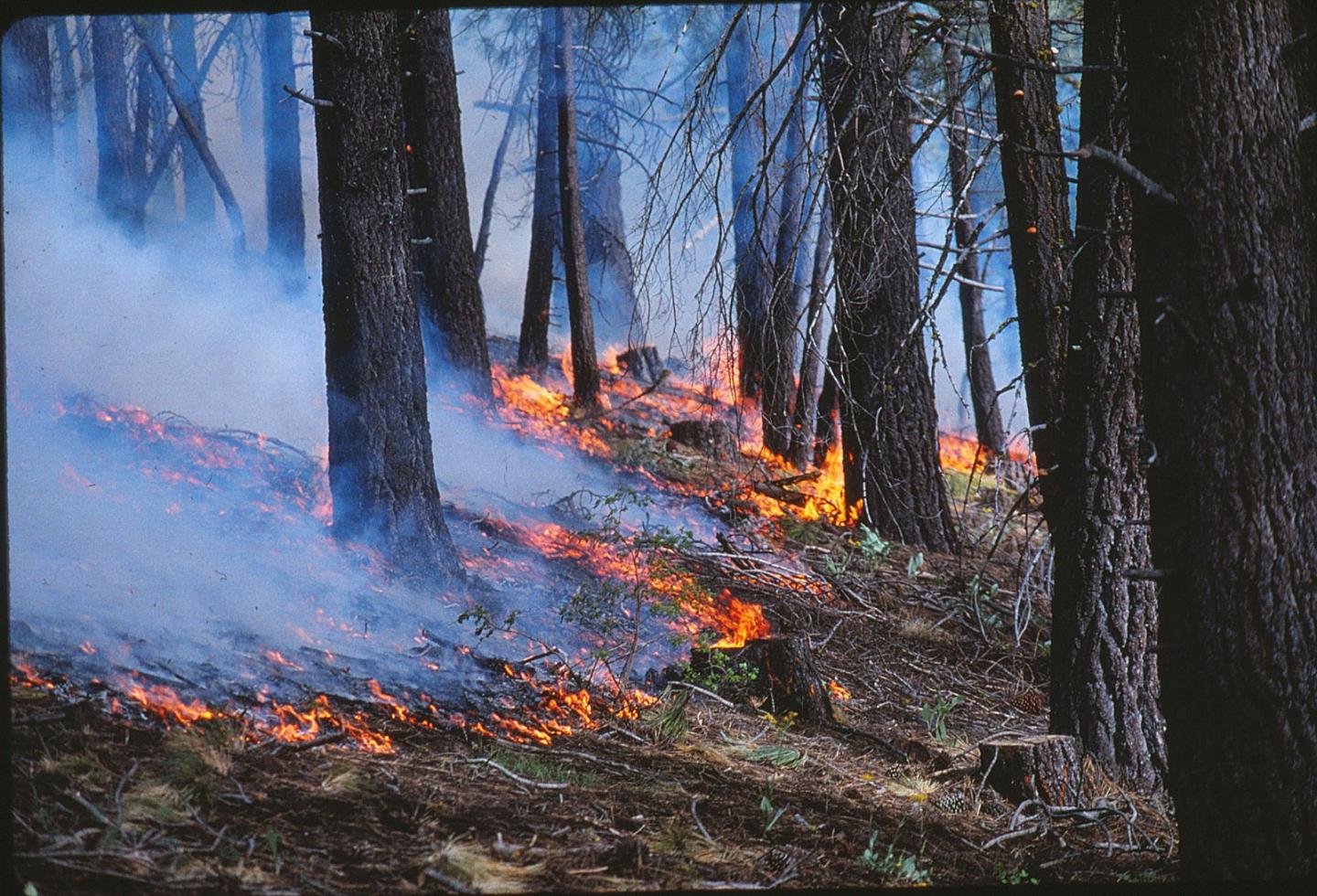Forest Fire