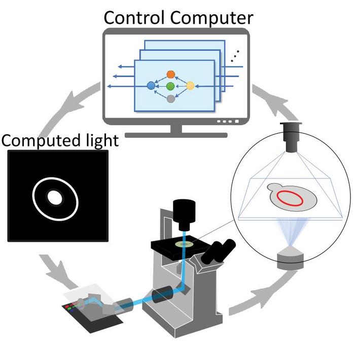 Image showing feedback between changes in the cell and illumination pattern