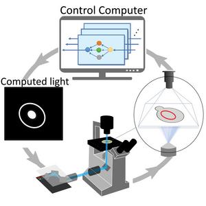 Image showing feedback between changes in the cell and illumination pattern