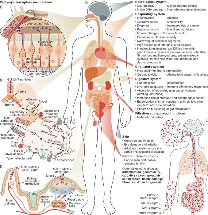 Hypothesized uptake mechanisms of MnPs through human body