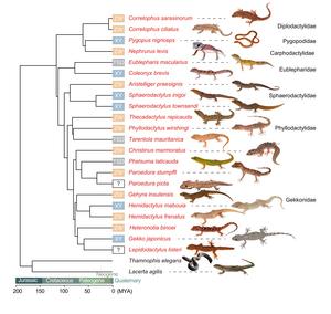 Evolutionary relationships among species analyzed in this study