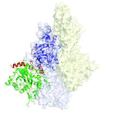 F-actin Nucleus in 3-D