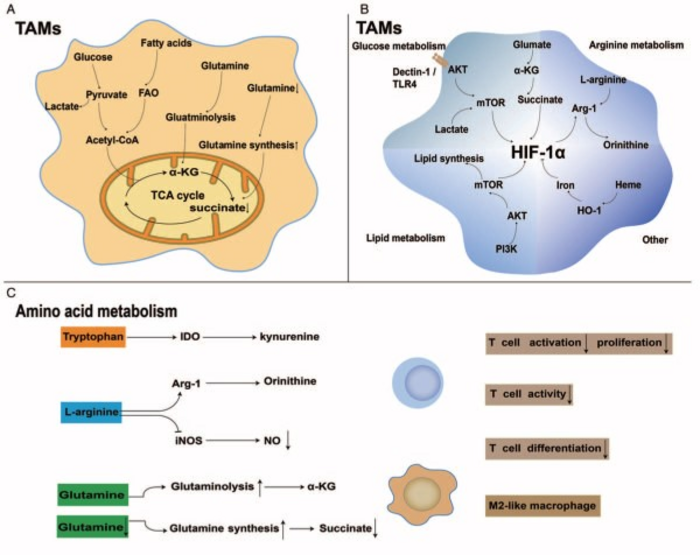 Key metabolic pathways that can be targeted for immunotherapy-based cancer treatments