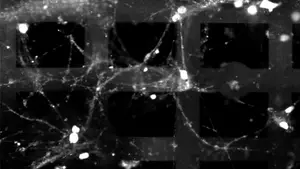 Princeton Fu 3D biocomputing network