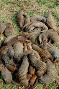 Mongoose