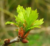 Oak Leaves